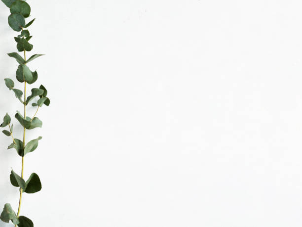 White floral background. Minimalist natural arrangement. Green eucalyptus sprig decor. Empty space.