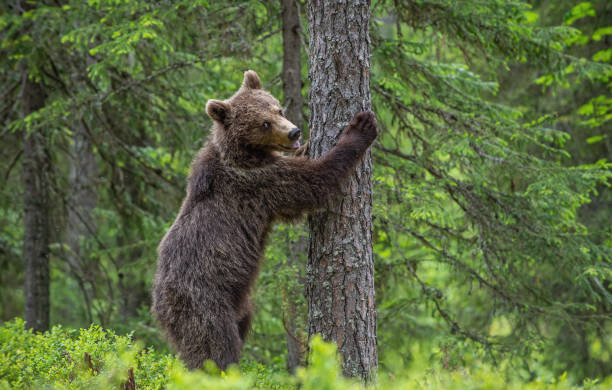 istock Brown bear stands on its hind legs by a tree in a summer forest. Scientific name: Ursus Arctos 1201050264