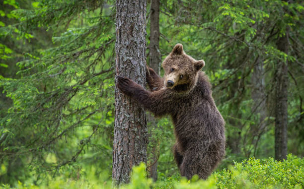 istock Brown bear stands on its hind legs by a tree in a summer forest. Scientific name: Ursus Arctos 1201050367