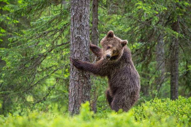 istock Brown bear stands on its hind legs by a tree in a summer forest. Scientific name: Ursus Arctos 1201050608