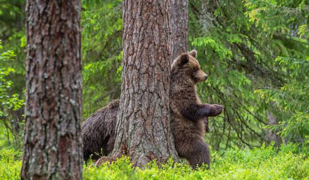 istock own bear stands on its hind legs by a tree in a summer forest. 1201050819