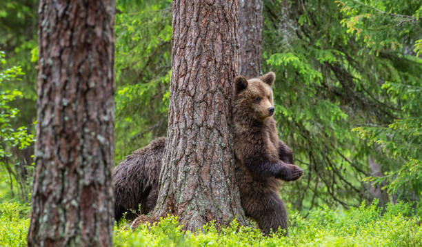 istock own bear stands on its hind legs by a tree in a summer forest. 1201050932