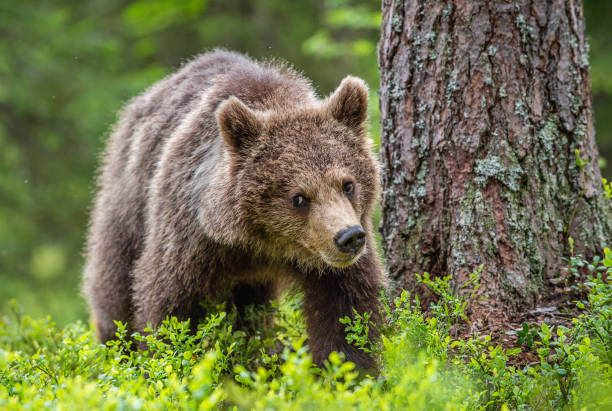 istock Juvenile Brown Bear in the summer forest. Green forest natural background. 1201051041