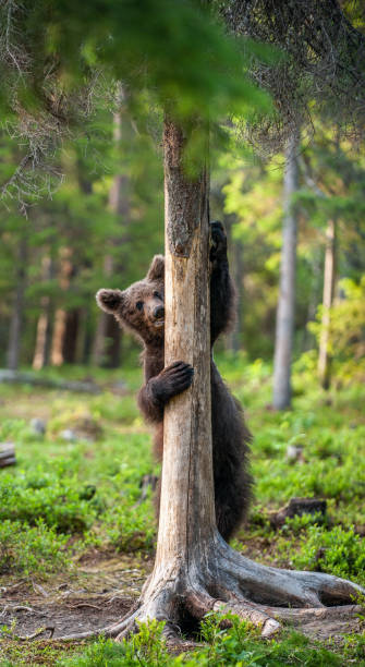 istock Brown bear cub climbs a pine tree. Natural habitat. Summer forest. 1201051304