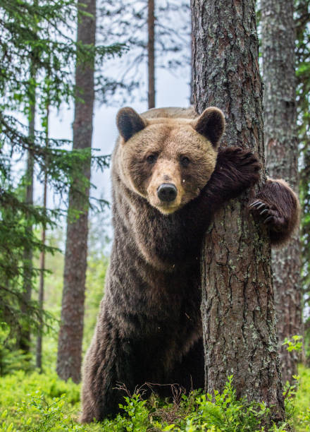 istock Brown bear stands on its hind legs by a tree in a summer forest. Scientific name: Ursus Arctos ( Brown Bear). 1201051397