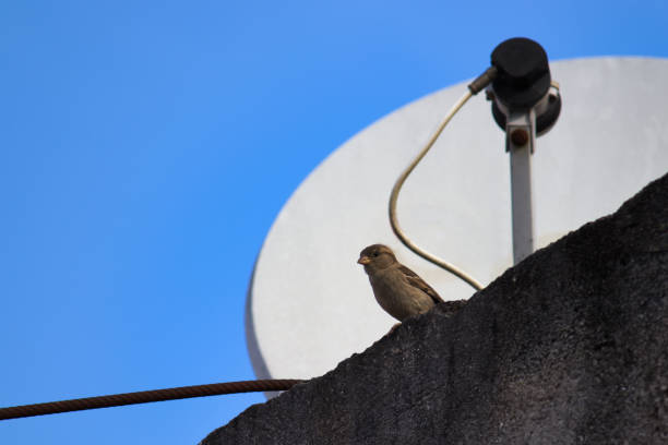 POA, SAO PAULO, BRAZIL  -  sparrow perched on top of a rustic wall, in front of a white satellite dish, under a blue sky.