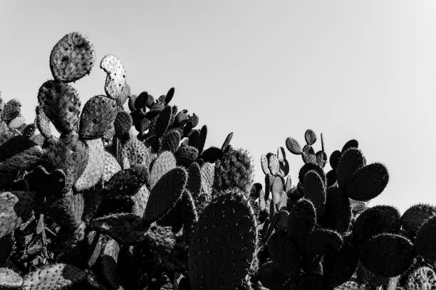 istock Lots of cacti close-up, black and white color, copy paste, horizontal orientation. 1201052130