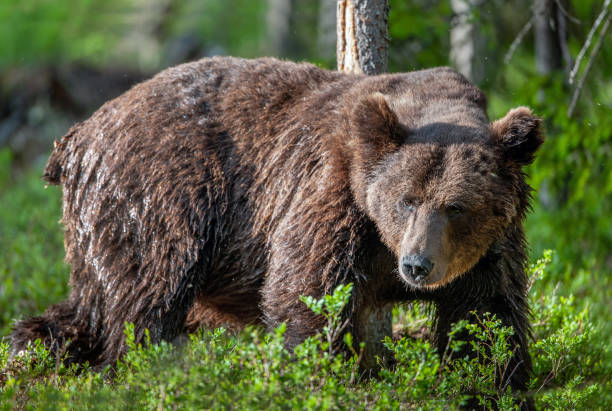 istock Big Brown bear in the summer forest. 1201052305