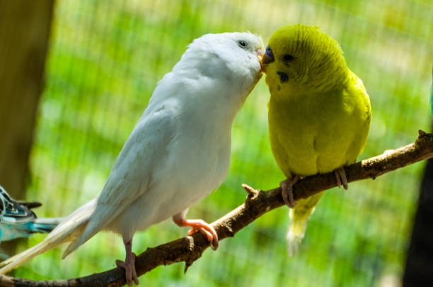 Pigeons are kissing.