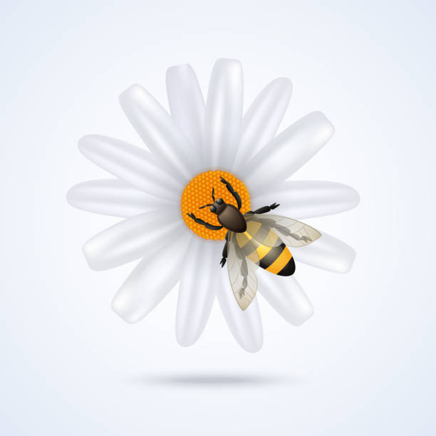 bee Realistic honey bee on daisy flower isolated on white background vector illustration assiduity stock illustrations