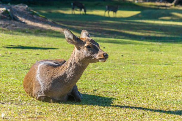 istock Cute Japanese deer, Nara park, Japan 1201054788
