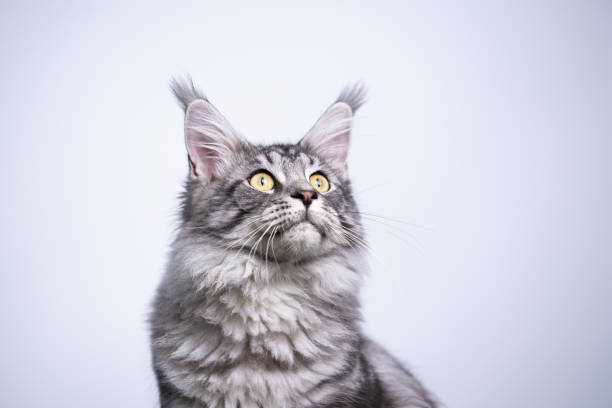 istock cat outdoor portrait 1201055646