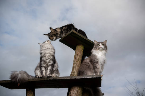 istock group of cats on scratching post 1201055714