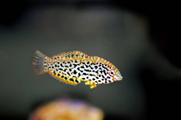 istock Female black spotted Leopard Wrasse  - (Macropharyngodon meleagris) 1201055789