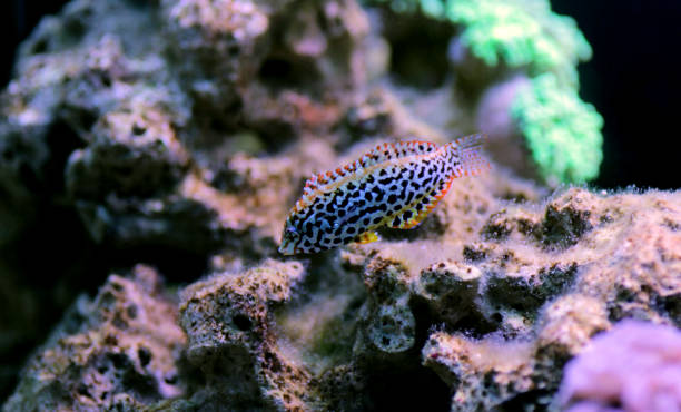 istock Female black spotted Leopard Wrasse  - (Macropharyngodon meleagris) 1201055791