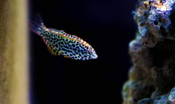 istock Female black spotted Leopard Wrasse  - (Macropharyngodon meleagris) 1201055809
