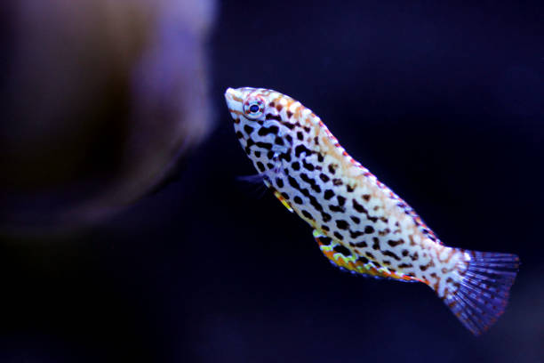 istock Female black spotted Leopard Wrasse  - (Macropharyngodon meleagris) 1201055812