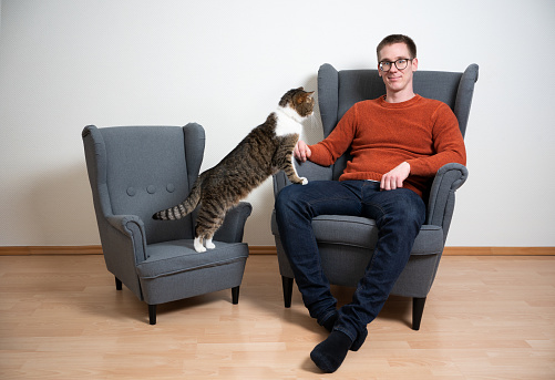 tabby white british shorthair cat rearing up standing on pet owner's legs sitting on armchair looking at camera