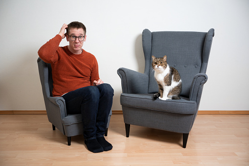 funny concept of cat owner scratching head looking confused sitting on small armchair standing next to big armchair with a tabby white british shorthair cat