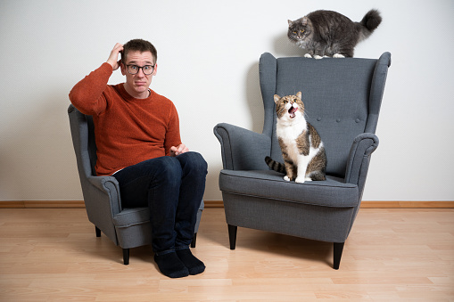 funny concept of cat owner scratching head looking confused sitting on small armchair standing next to big armchair with two cats on it