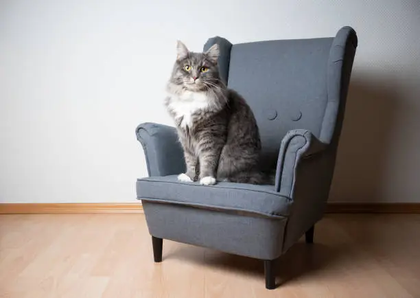 Photo of cat on armchair