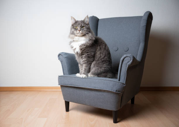 istock cat on armchair 1201056223