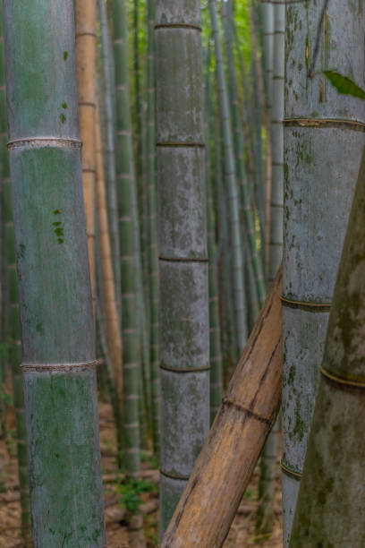istock Detail of the bamboo in a bamboo forest 1201057301