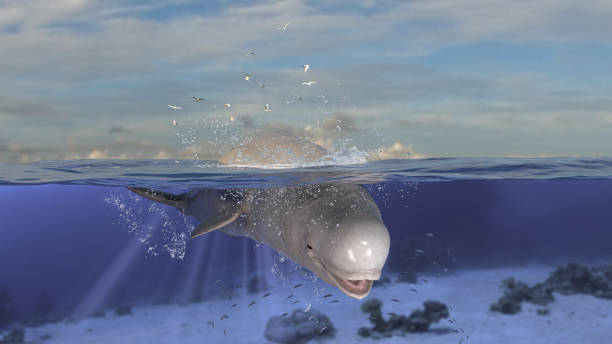 Beluga whale diving down to underwater after jumping out of sea 3d rendering Beluga whale diving down to underwater after jumping out of sea 3d rendering beluga whale jumping stock pictures, royalty-free photos & images