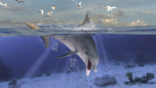 istock Bottlenose dolphin jumping and diving while head is underwater diving in deep ocean 3d rendering 1201059434