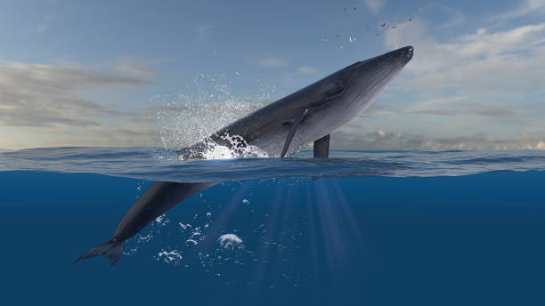 istock Horizontal scene of blue whale leaping and jumping while half is underwater deep ocean 3d rendering 1201059440