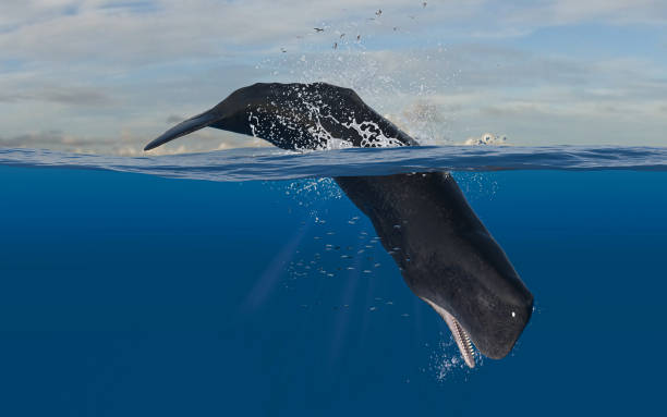 istock Cachalot sperm whale leaping and diving while head is underwater diving in deep ocean 3d rendering 1201059443