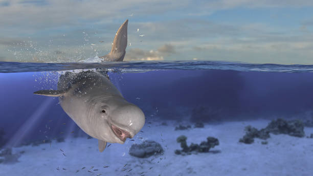 istock Horizontal view of beluga whale diving and jumping while half is underwater deep ocean 3d rendering 1201059469