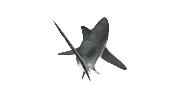 Bull shark isolated on white background cutout ready back view from tail 3d rendering