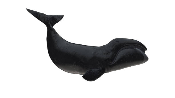 istock Bowhead whale tail up profile view isolated on white background ready cutout 3d rendering 1201059477