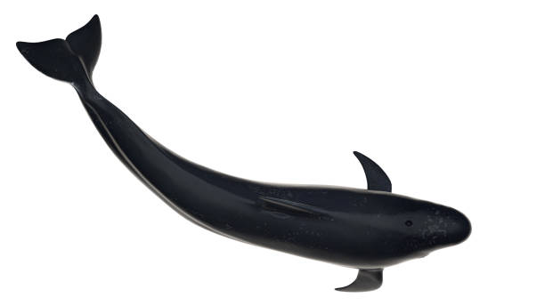 istock Pilot whale top side view isolated on white background ready cutout 3d rendering 1201059479