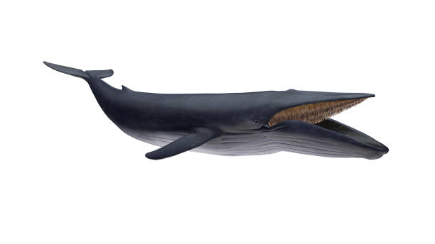 Isolated blue whale right side view on white background ready to cutout 3d rendering stock photo