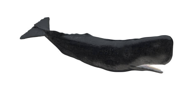 aislado cachalot cachalot cachalote cachalote cola hacia abajo vista del perfil lateral sobre fondo blanco boca abierta 3d renderizado - sperm whale fotografías e imágenes de stock