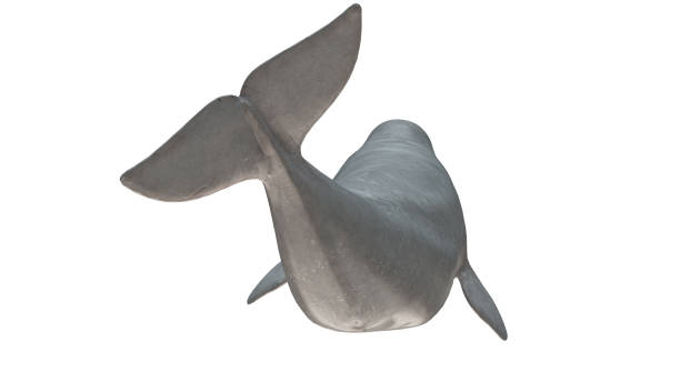 istock Beluga whale back side view tail up and curved isolated on white background ready cutout 3d rendering 1201059487