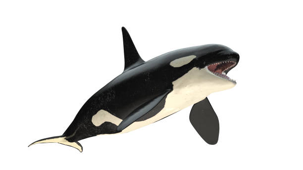 Isolated killer whale orca open mouth left diagonal view on white background cutout ready 3d rendering stock photo