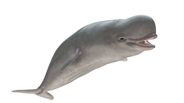 istock Beluga whale smiling side view isolated on white background ready cutout 3d rendering 1201059495