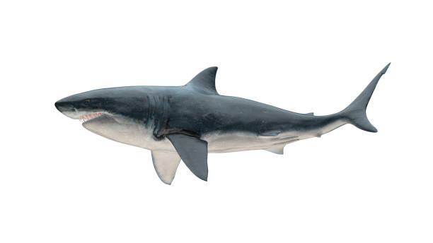 istock Great white shark isolated on white background cutout ready closed mouth side view 3d rendering 1201059498