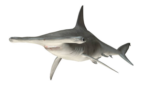 istock Hammerhead shark isolated on white background cutout ready diagonal view 3d rendering 1201059499