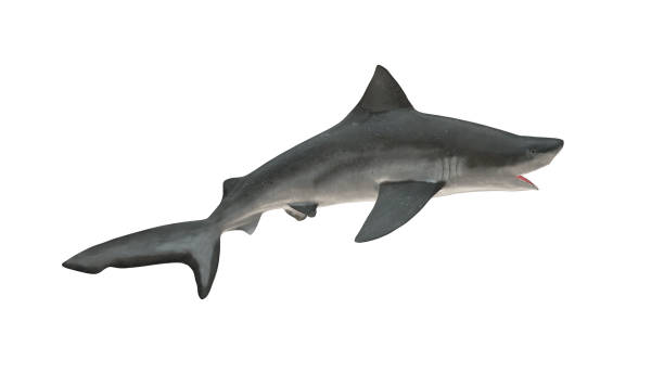 istock Bull shark isolated on white background cutout ready side view 3d rendering 1201059503
