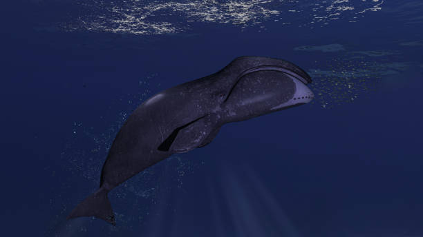 Bowhead artic whale is close to ocean surface chasing after fish school 3d rendering stock photo