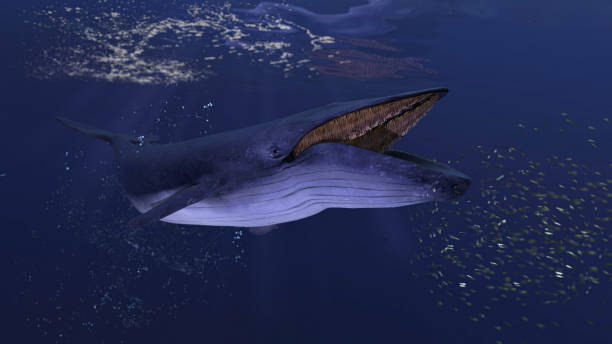 Blue whale underwater close to the sea surface chasing school of fish open mouth 3d rendering Blue whale underwater close to the sea surface chasing school of fish open mouth 3d rendering blue whale tail stock pictures, royalty-free photos & images