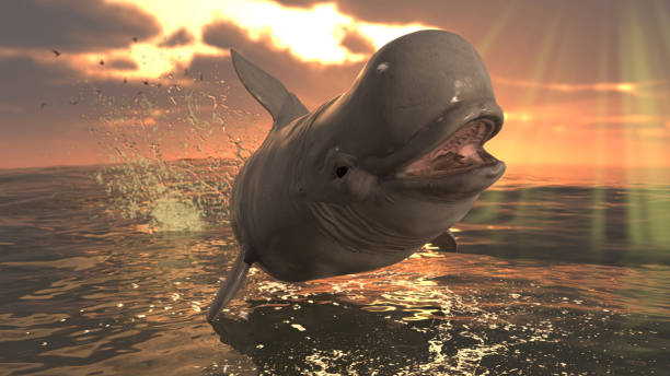 Cute white beluga whle leaping over ocean surface 3d rendering Cute white beluga whle leaping over ocean surface 3d rendering beluga whale jumping stock pictures, royalty-free photos & images