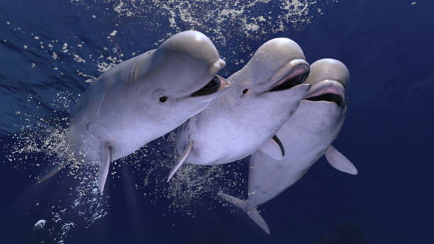 grupo de alegres ballenas beluga cabeza de melón nadando y divirtiéndose juntos representación en 3d - beluga whale fotografías e imágenes de stock