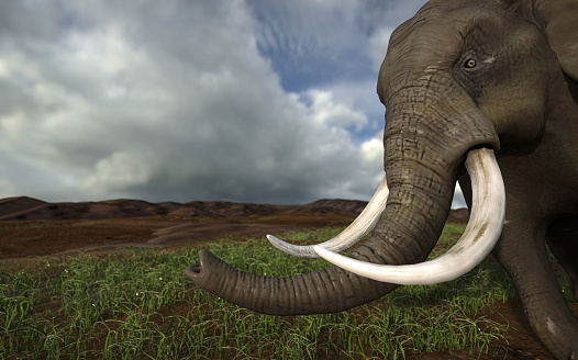 The Woolly Mammoth was a herbivorous mammal that lived in the Pliocene and Pleistocene periods of Asia; Siberia and North America.