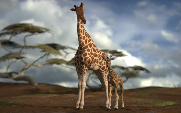Close-up of a young giraffe opening its mouth, possibly communicating or eagerly anticipating food, with a softly blurred stone wall creating a serene background