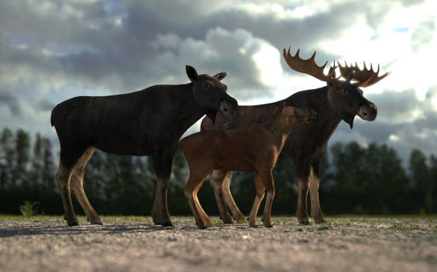istock Male female and calf moose deer walking together 3d rendering 1201059558